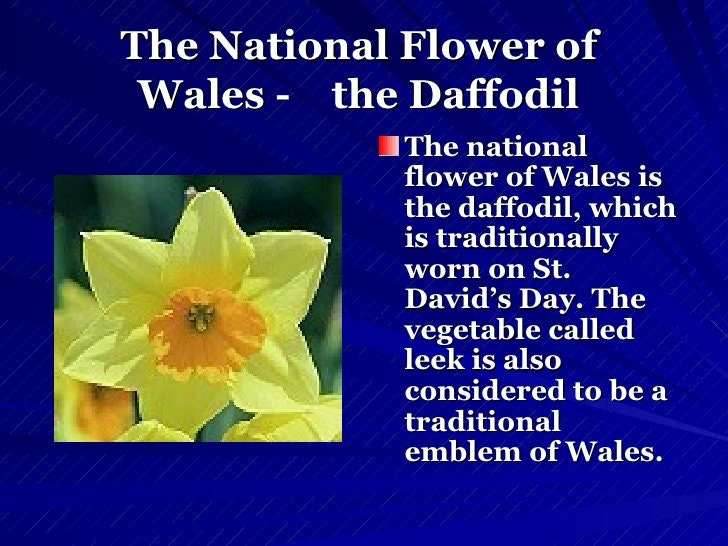 Welsh Daffodil Ring - 4