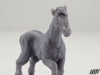 Horse E