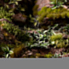 Gamers Grass Laser Plants: Plantain Lily - 