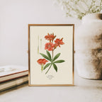“Oleander” Botanical Art Print