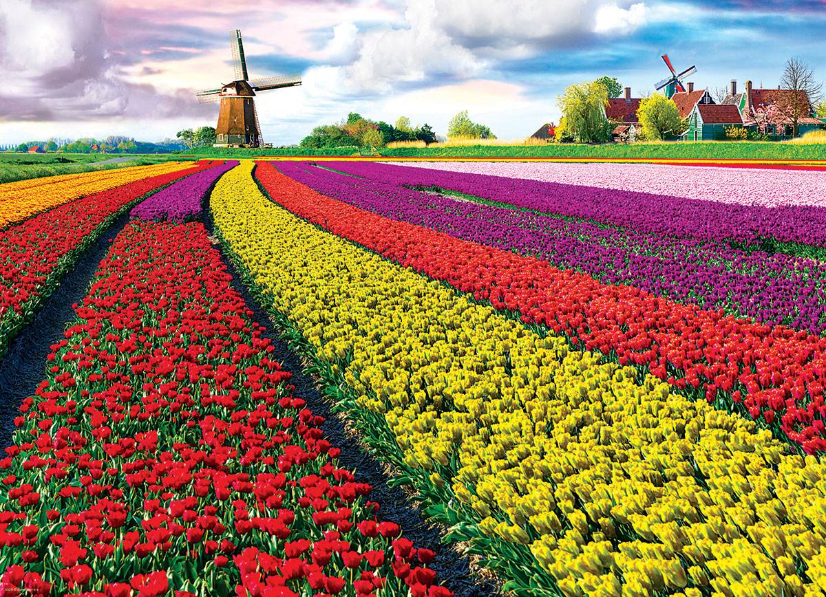 Puzzle: HDR Photography - Tulip Field - Netherlands - 