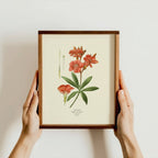 “Oleander” Botanical Art Print