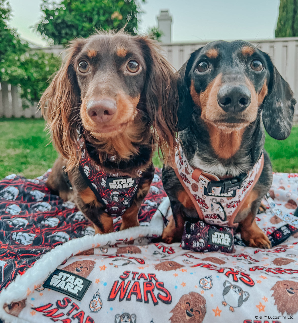 Dog Adjustable Harness - STAR WARS™ The Rebel Alliance
