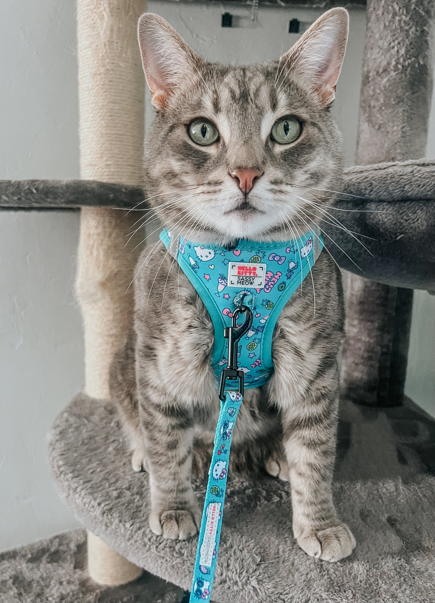 Cat Leash - Hello Kitty® Aqua