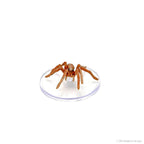 D&D: Icons of the Realms - Wild Shape & Polymorph (Set 2) - 