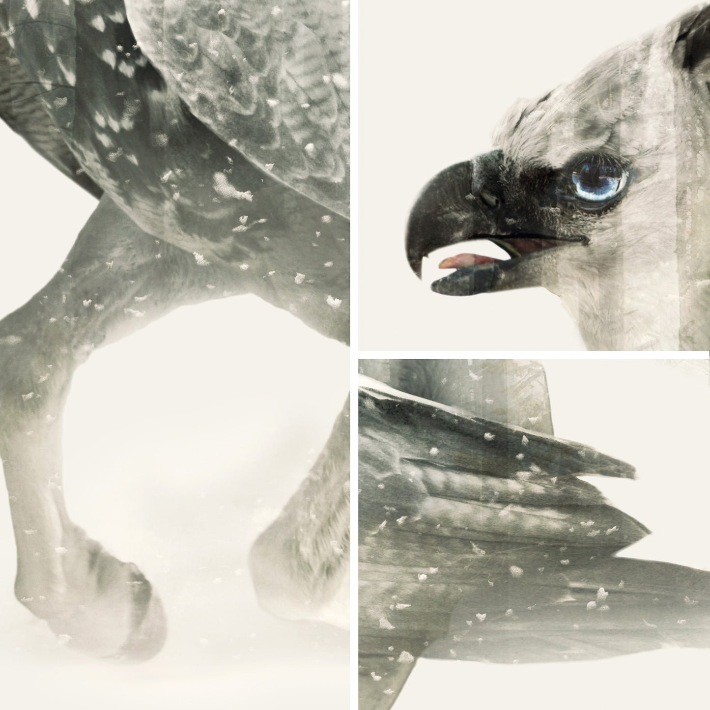 Hippogriff D&D Art Print