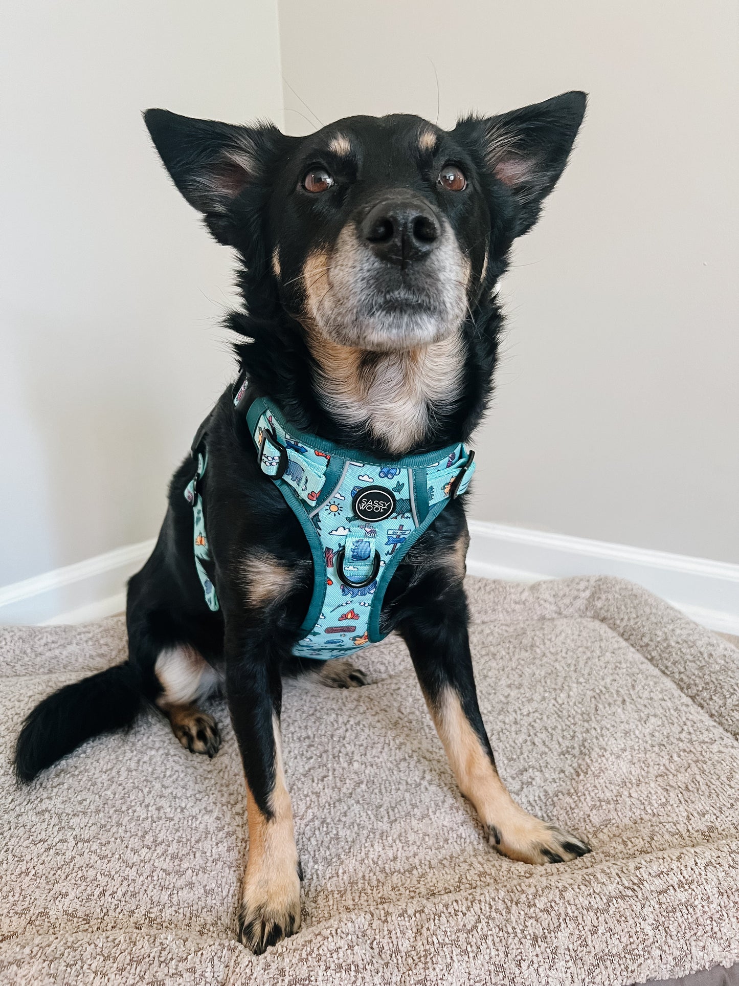 Dog Step-in Harness - Disney's Winnie the Pooh