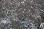 Muddy Battlefield - Neoprene Battle Mat - Warhammer, AoS, 40K, Kill Team, MCP, Shatterpoint, Legion, More - 44x60