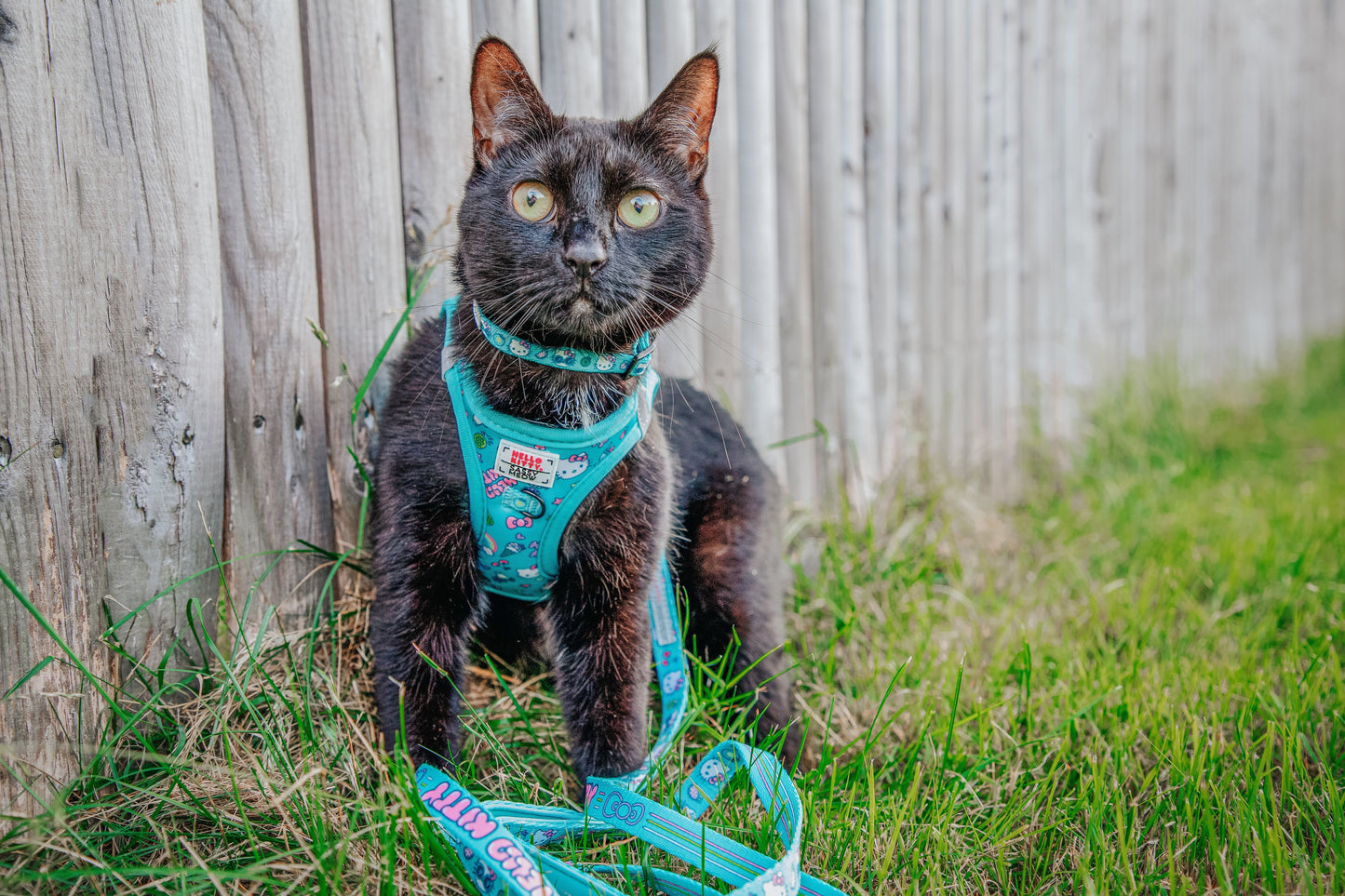 Cat Leash - Hello Kitty® Aqua
