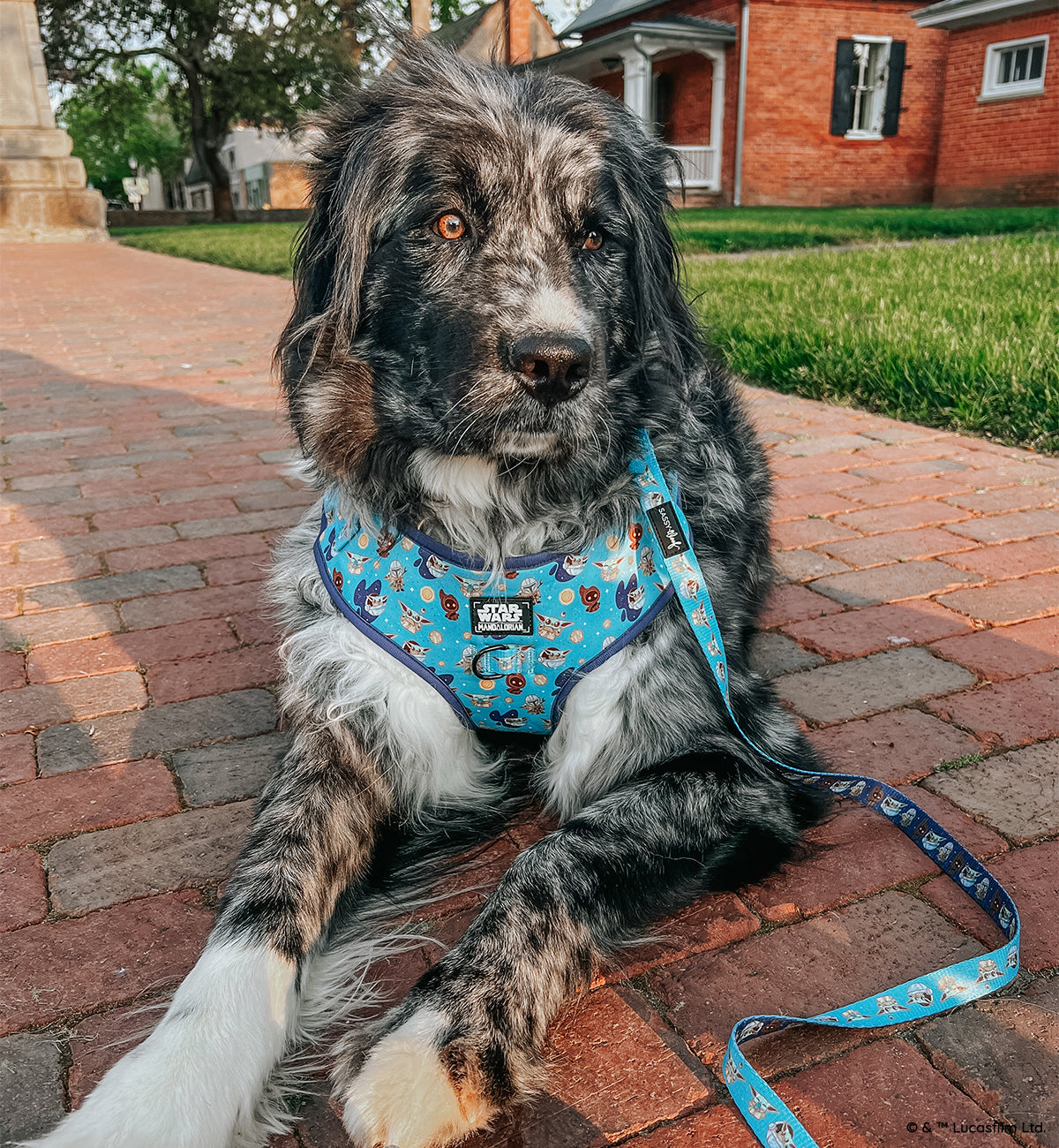 Dog Leash - STAR WARS™ The Mandalorian™