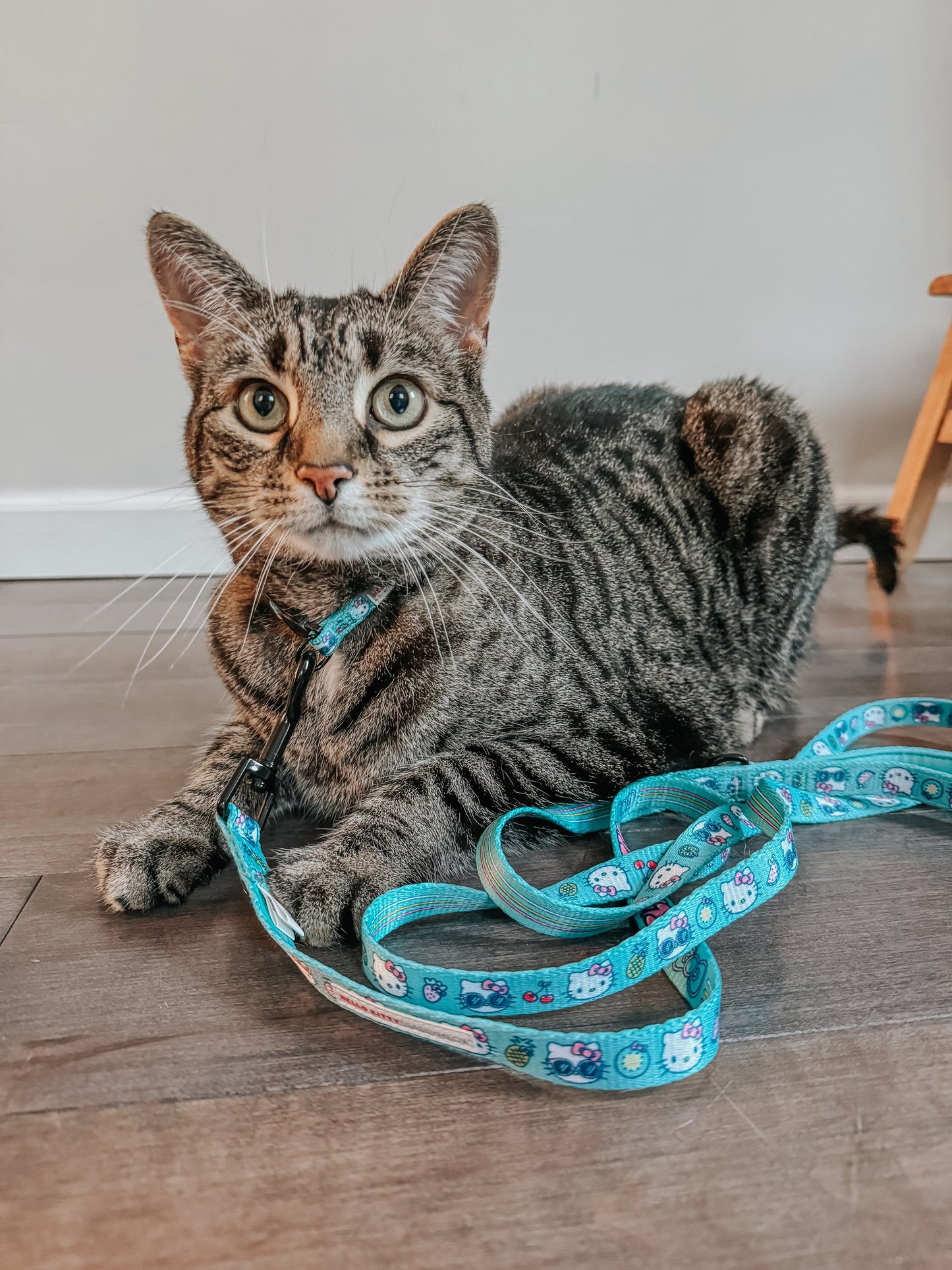 Cat Leash - Hello Kitty® Aqua