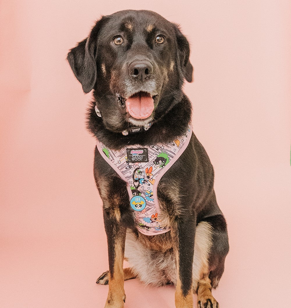 Collar Tag - Bubbles™