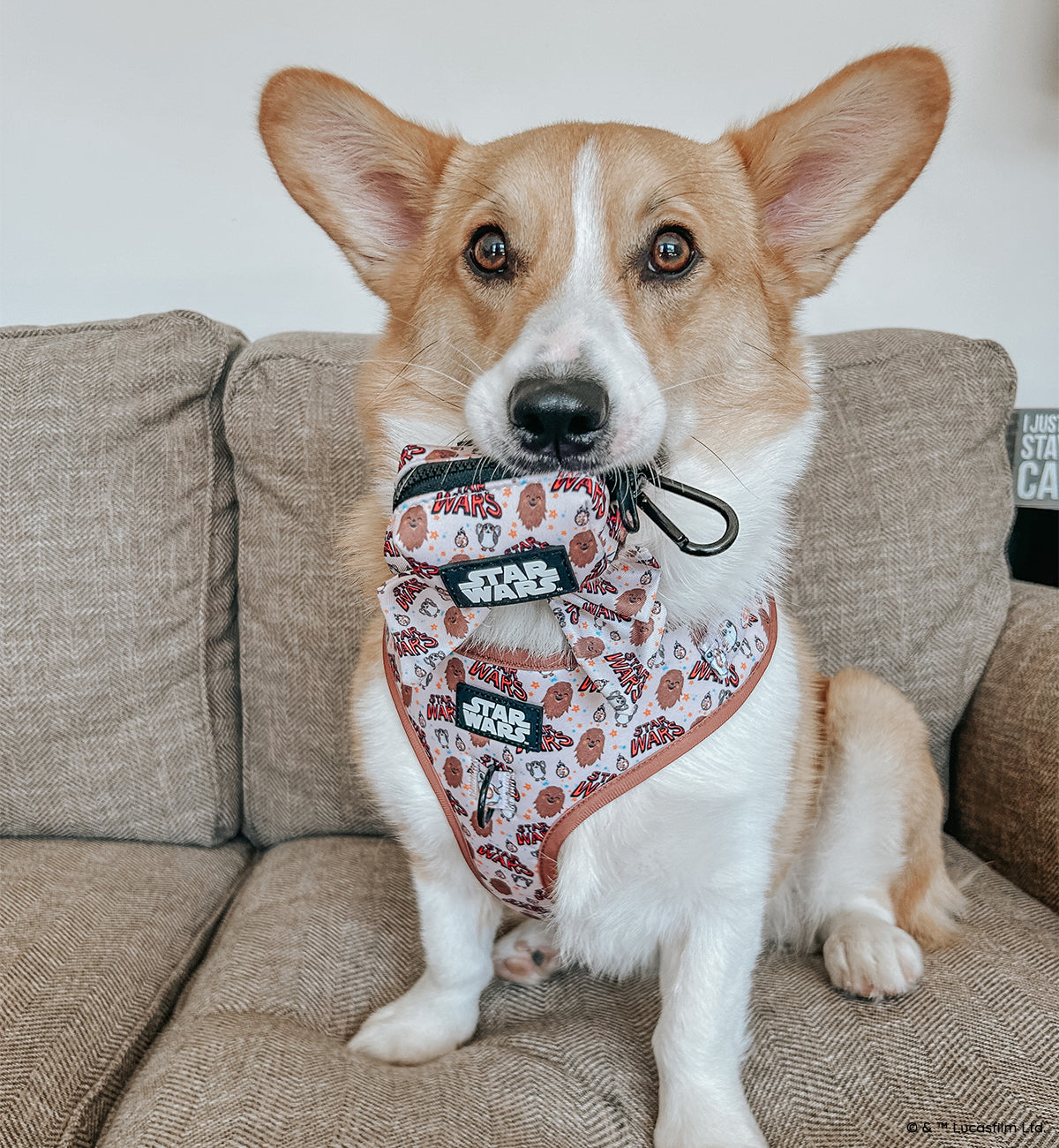 Dog Adjustable Harness - STAR WARS™ The Rebel Alliance