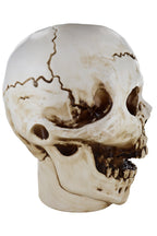 Giant Skull Animatronic Lamp Prop 20-Inch-Tall Heavy Duty Polyresin Halloween Decoration
