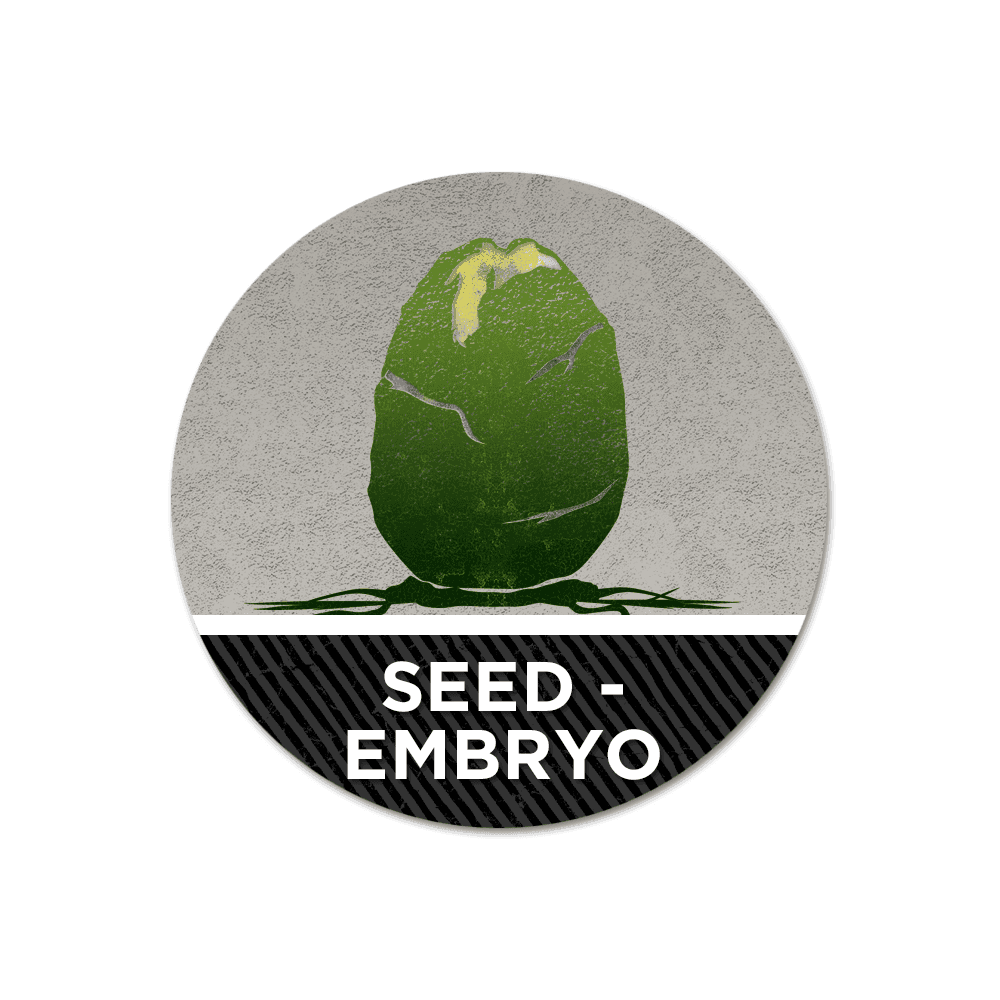 INFINITY N4 MAGNETIC MARKERS - Seed Embryo