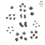 Coral Decorations