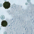 Arctic Forests - 