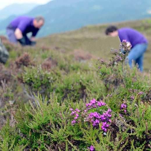 Heathergems Tree of Life Necklace - Green