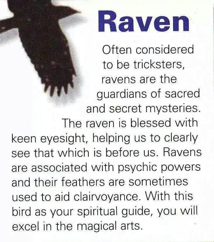 Oracle Celtic Raven Necklace - 18