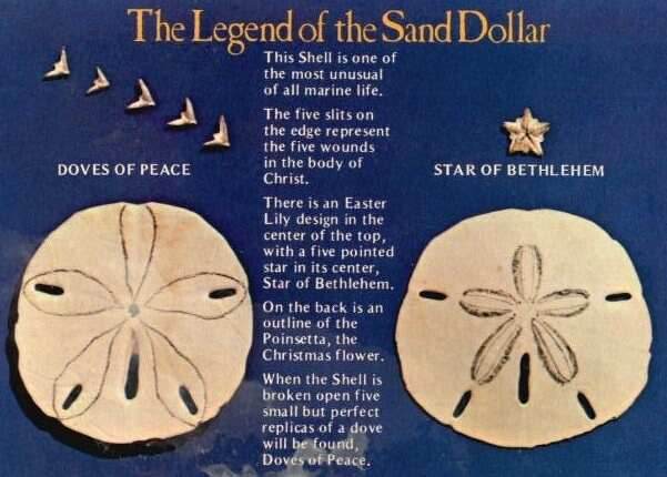 Seabrook Realistic Sand Dollar Earrings - 