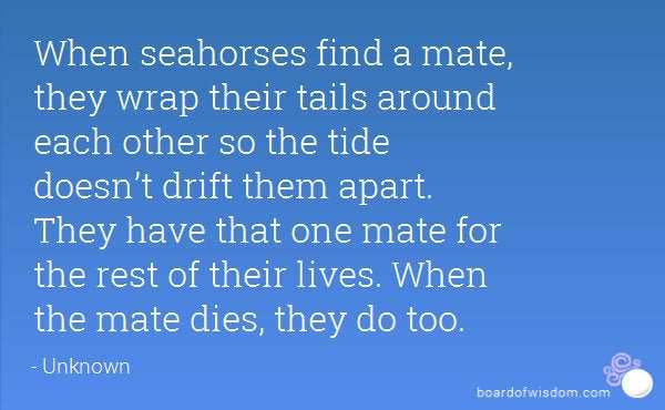 Seahorse Earrings - 