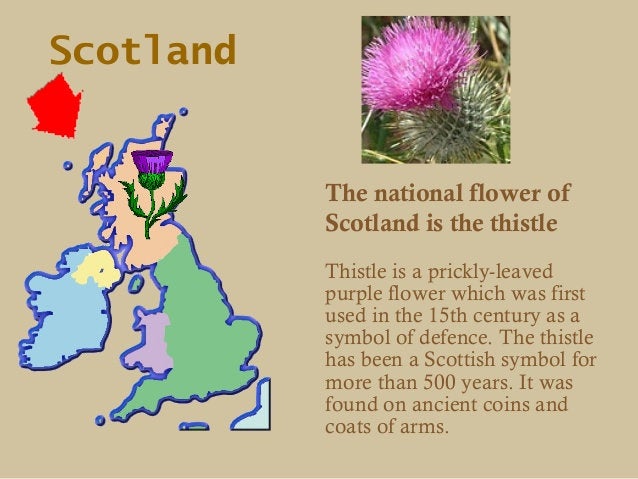 Adairia Thistle Ring