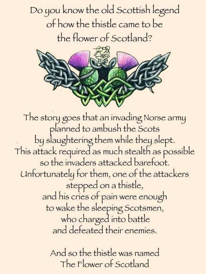 Alloa Thistle Necklace - 18