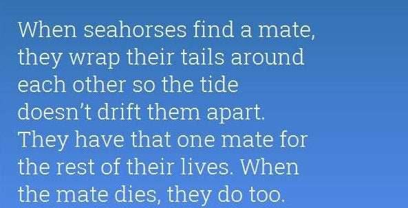 Celtic Seahorse Necklace - 18