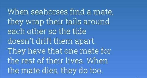 Irish Sea Seahorse Necklace - 18