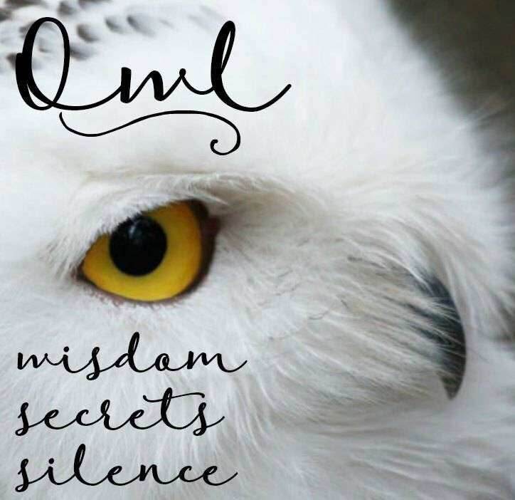 Hoot Owl Stud Earrings - 