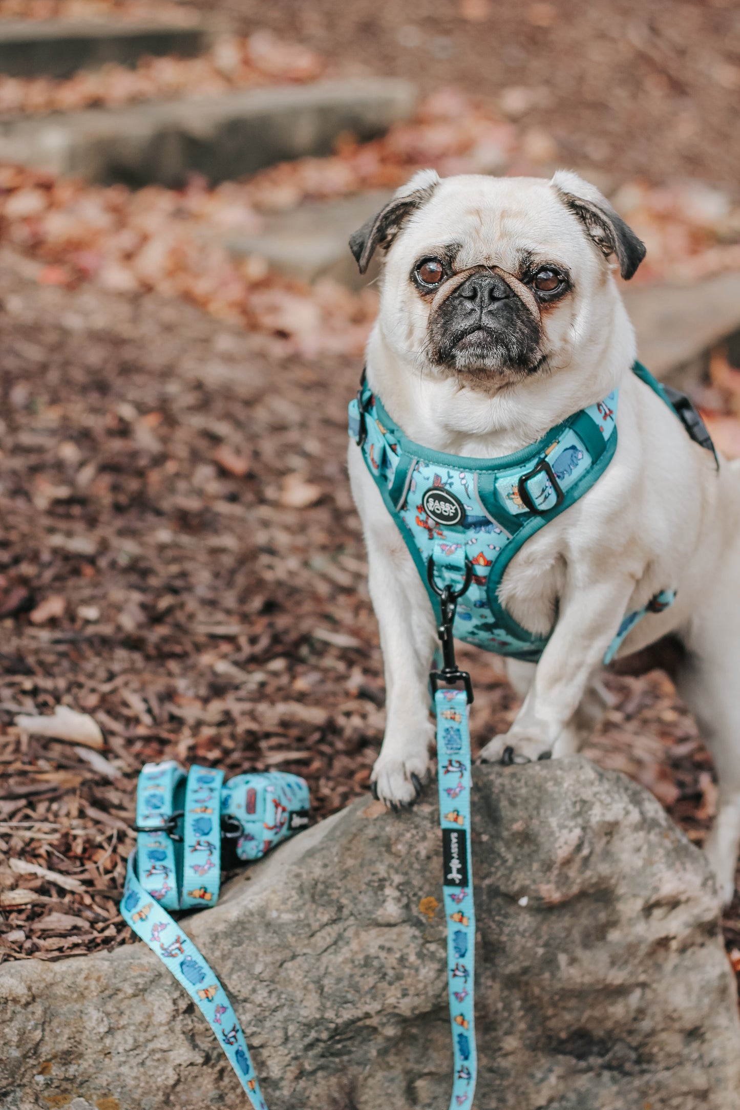 Dog Step-in Harness - Disney's Winnie the Pooh