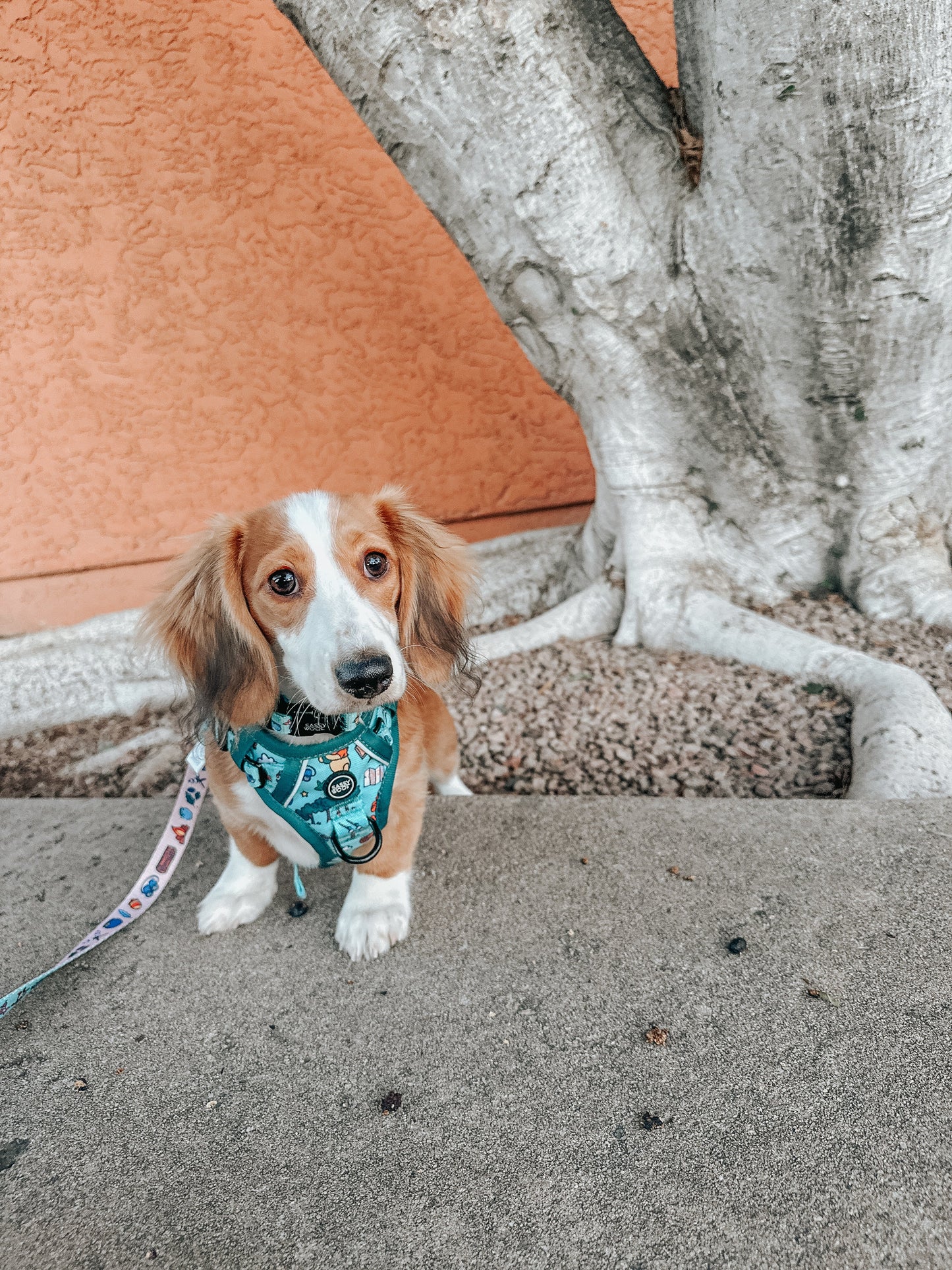 Dog Step-in Harness - Disney's Winnie the Pooh