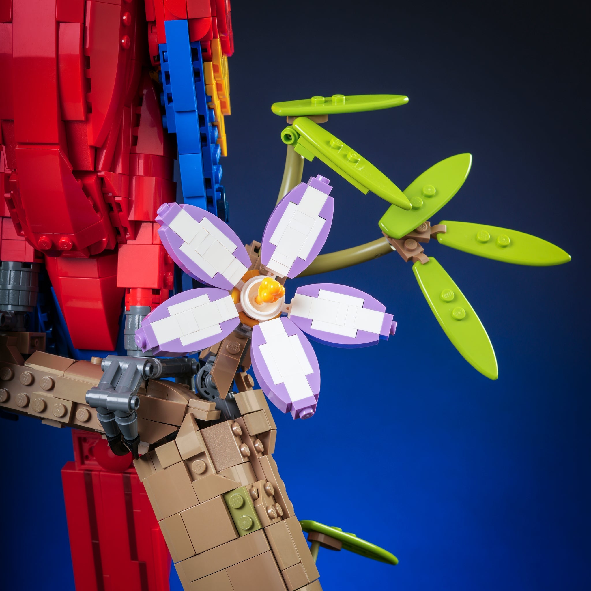 Scarlet Macaw