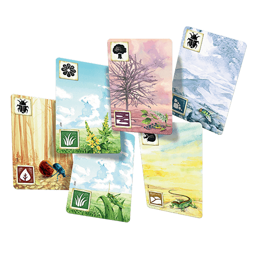 Meadow - 
