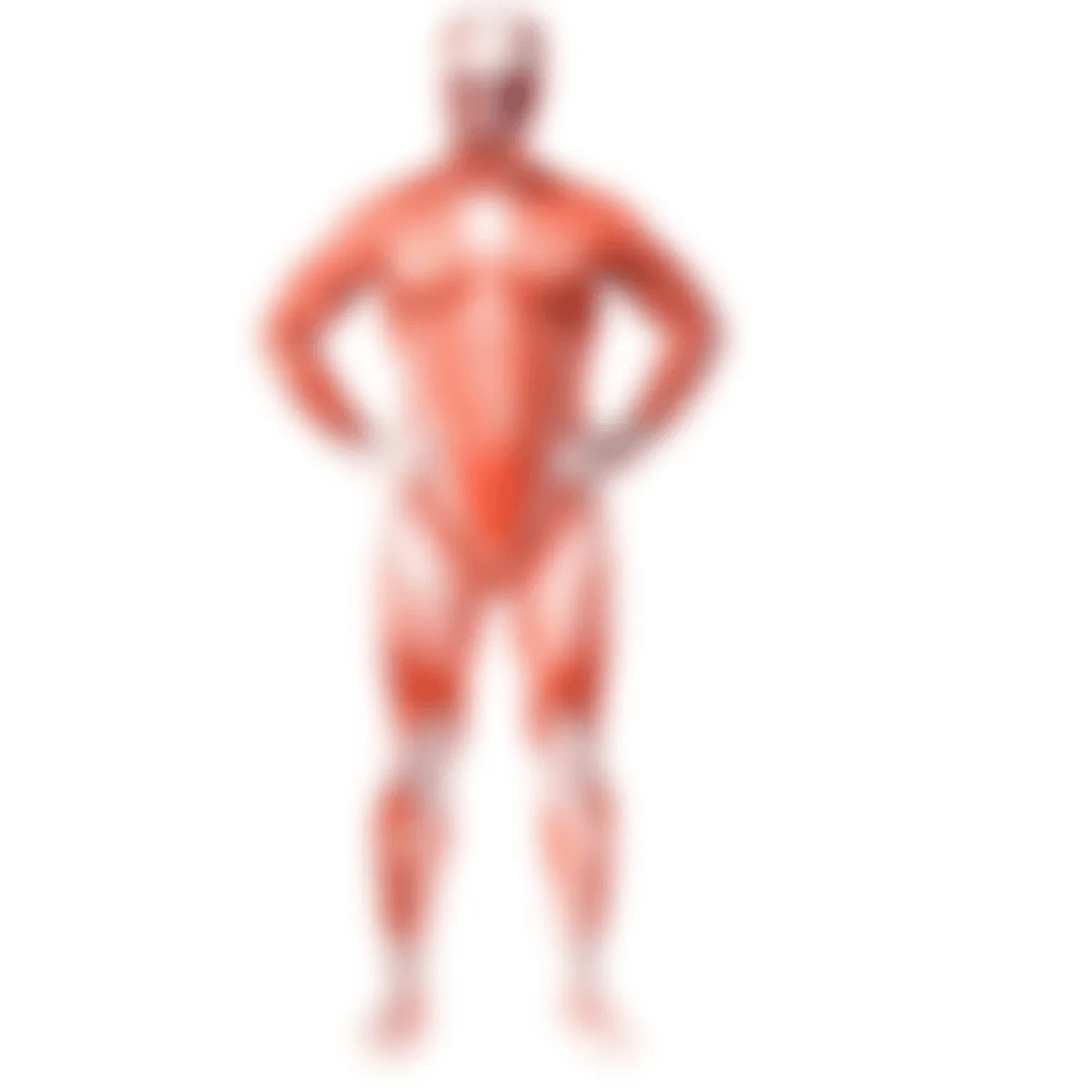 Muscle Man Costumes - XXL / Attack On Titan