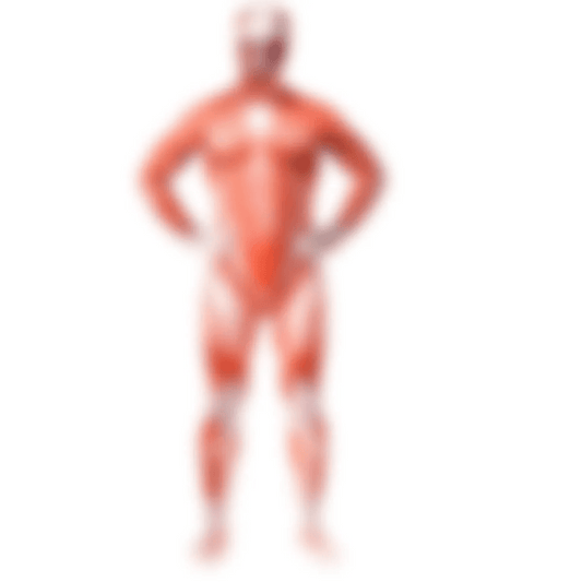 Muscle Man Costumes - XXL / Attack On Titan