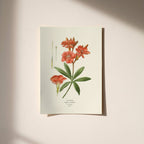 “Oleander” Botanical Art Print