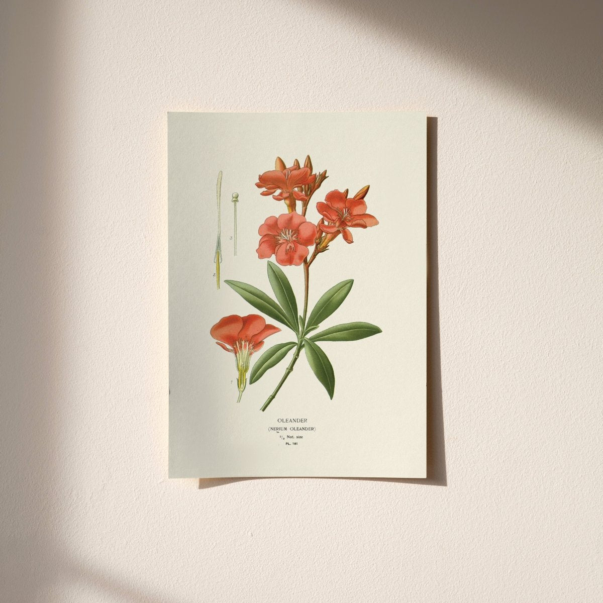 “Oleander” Botanical Art Print