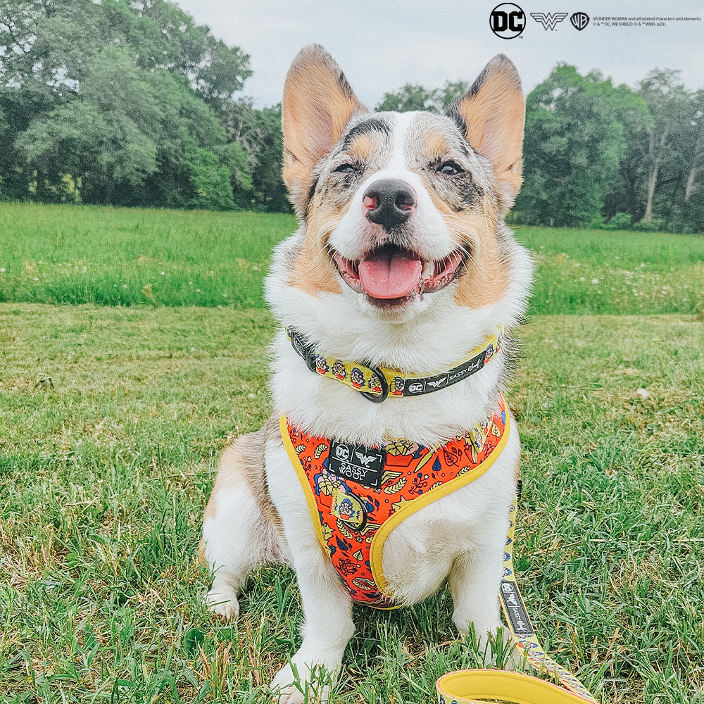 Dog Collar - Wonder Woman™