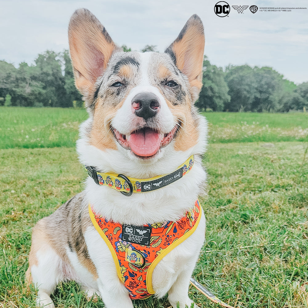 Dog Collar - Wonder Woman™