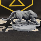 Wild Veiled Panthers