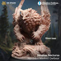 Sonatus Noctursa, Northern Masked Owlbear - 