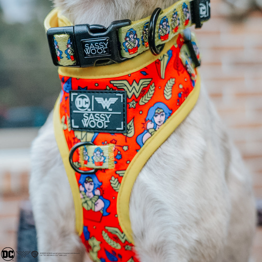 Dog Collar - Wonder Woman™
