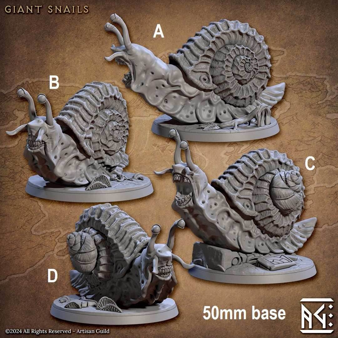 Wild Giant Snail - A - Mouth Open - Protoconch on Right Side