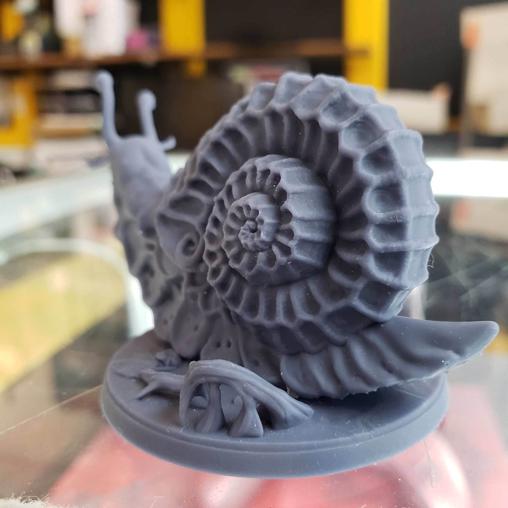 Wild Giant Snail - A - Mouth Open - Protoconch on Right Side