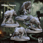 Wild Veiled Panthers - A